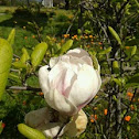 magnolio