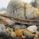 Northern Pipefish