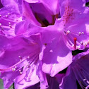 Rododendrum