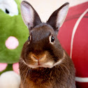 Dwarf rabbit