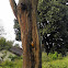 Woodpecker