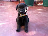 Lindos Cachorritos Labradores A La Venta 100 Mil