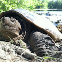 common snapping turtle