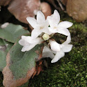 Trailing Arbutus