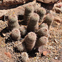 Bonker Hedgehog Cactus