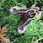 Cecropia moth