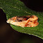Dark Olethreutes