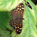 Speckled Wood