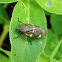Treehopper
