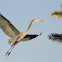 Great blue heron in flight