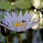 Water Lily - Lotus
