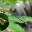 Blue Sprite (female)