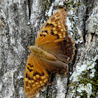 Tawny emperor