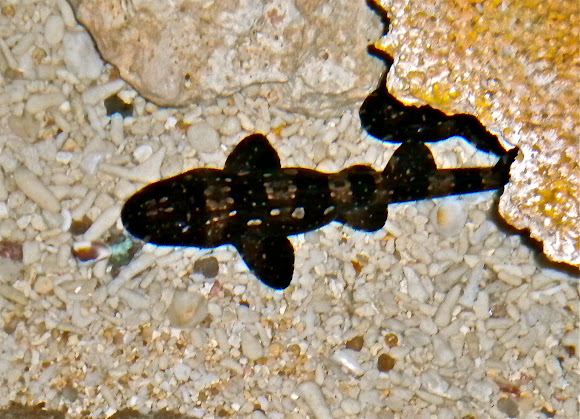 Spotting Image 1