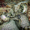 Spiny Devilfish