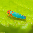 Macunolla Sharpshooter Leafhopper