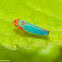 Macunolla Sharpshooter Leafhopper