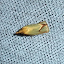Hook-marked Straw Moth