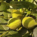 California Walnut