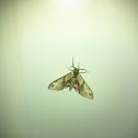 Unknown spotting