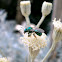 Halictid Bee.