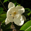 Magnolia