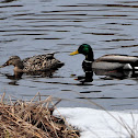 Mallard Duck