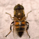 Hover Fly