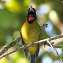Bare-throated Whistler