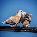 Eurasian Collared Dove