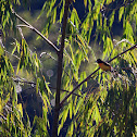 Fulvous Shrike-tanager