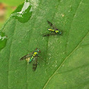 Long-legged fly