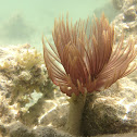Kiopoʻapoʻai feather duster worm