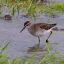 Wood Sandpiper 