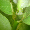 Green Stink Bug