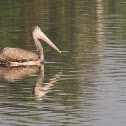 Spot-billed Pelican