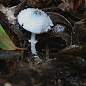 agaric