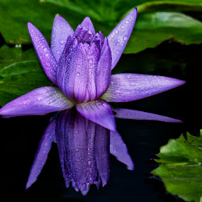 Reflection by Charliemagne Unggay - Nature Up Close Flowers ( natural flower, nature, lily, close up, flower )