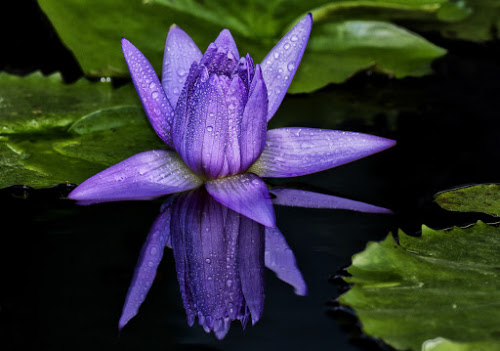 Reflection by Charliemagne Unggay - Nature Up Close Flowers ( natural flower, nature, lily, close up, flower )