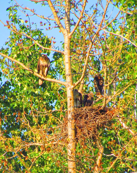 Spotting Image 1