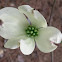 Early Dogwood Bloom