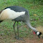 Balearica regulorum