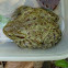 Bufo bufo