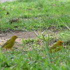 jilguero dorado - chirigüe azafranado - saffron finch
