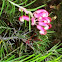 Rosemary Grevillea