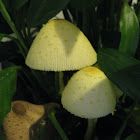 Flower Pot Parasol