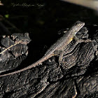 Great Basin Fence Lizard