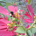 Bumble bee