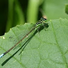 Eastern forktail