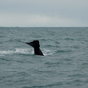 Sperm Whale